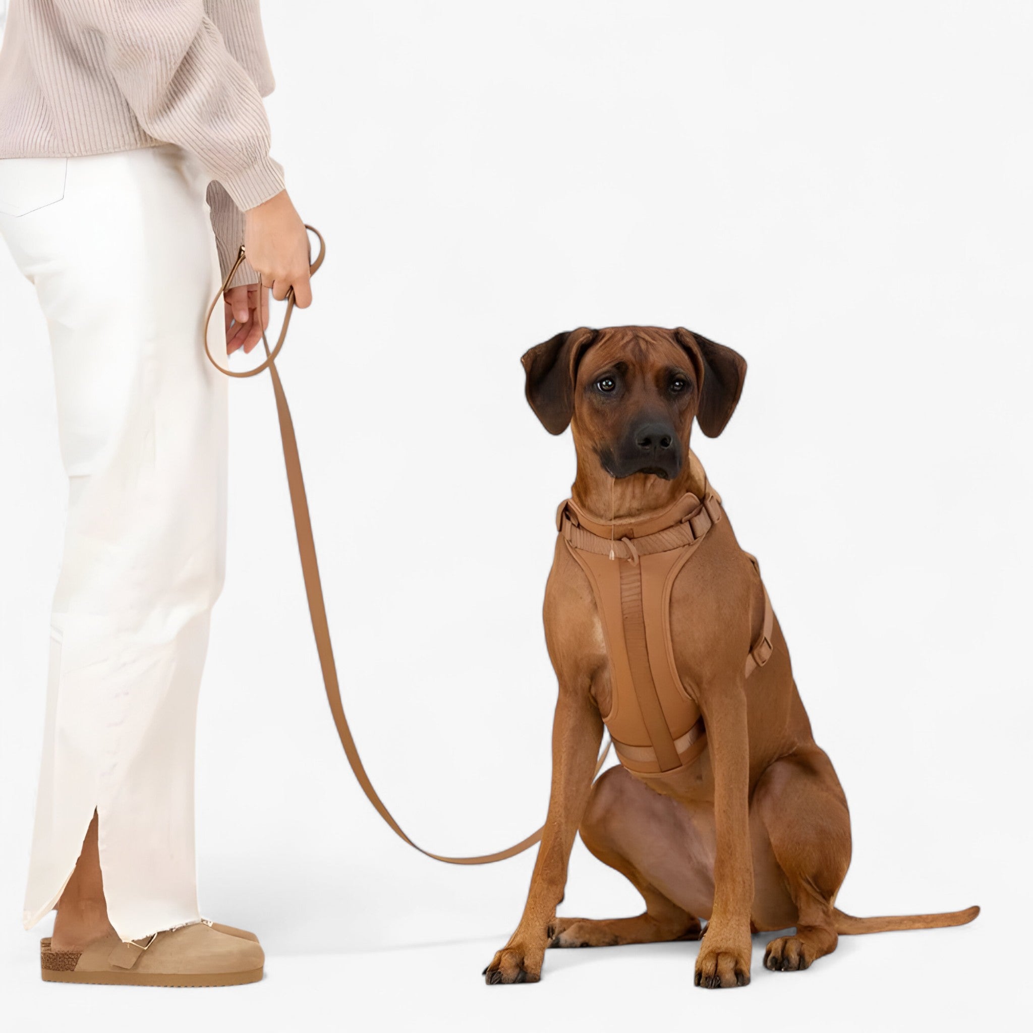 ComfyPaws | Set imbracatura da passeggio (include cintura e porta sacchetti per escrementi) - - dog harness dog leashes - Concept Palermo