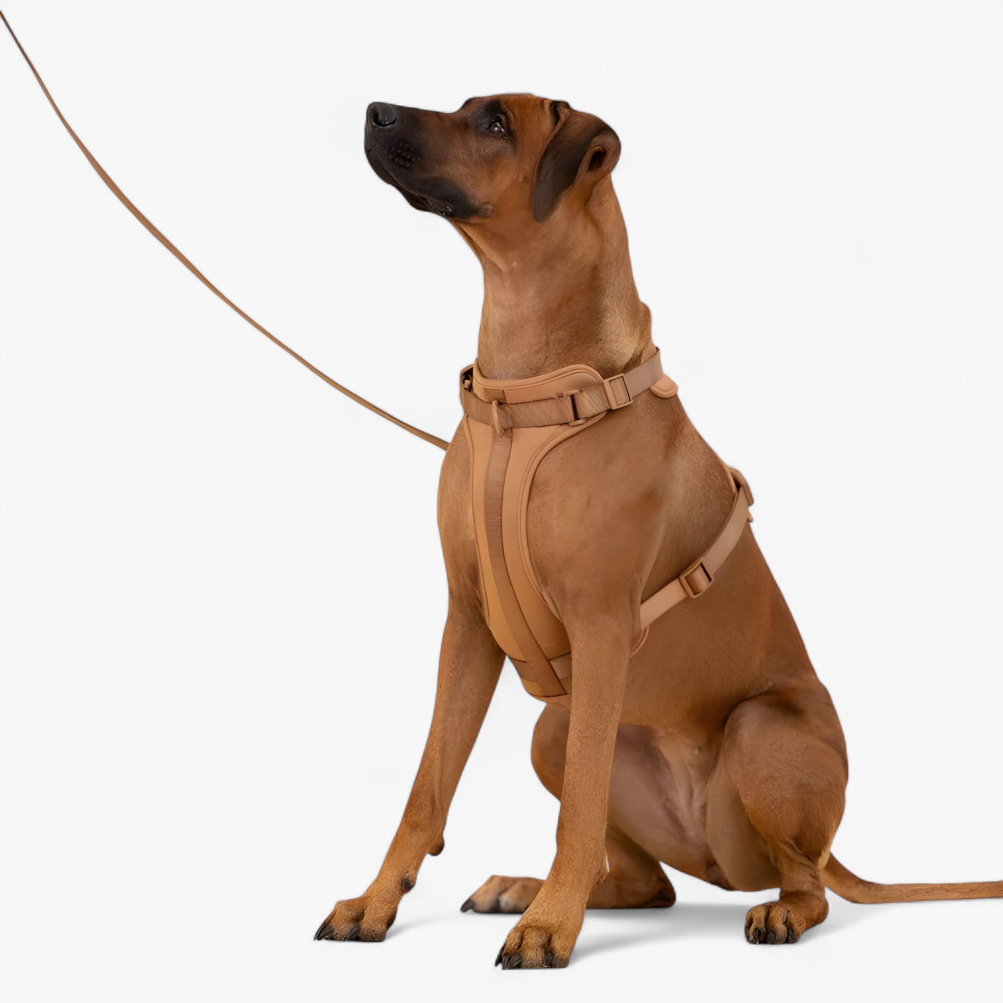 ComfyPaws | Set imbracatura da passeggio (include cintura e porta sacchetti per escrementi) - - dog harness dog leashes - Concept Palermo