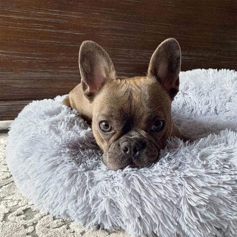 Letto arioso e rilassante - - 30% korting all Dierenbenodigdheden new_for_google_may Pets - Concept Palermo