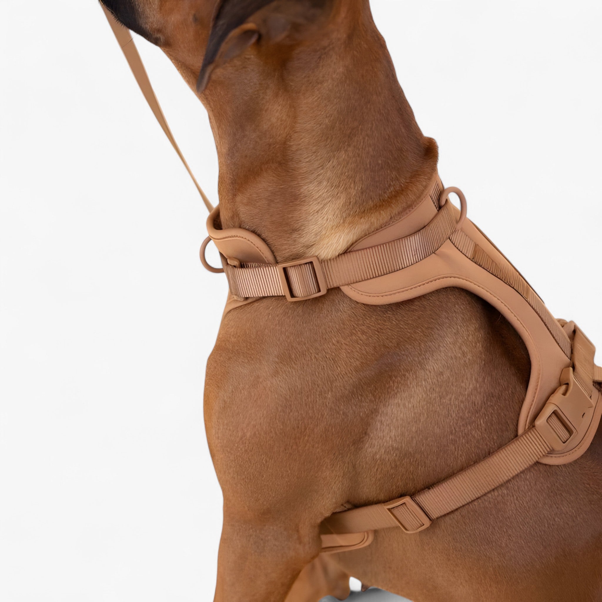 ComfyPaws | Set imbracatura da passeggio (include cintura e porta sacchetti per escrementi) - - dog harness dog leashes - Concept Palermo
