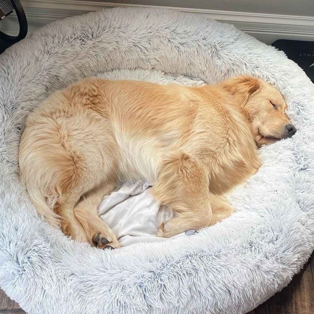 Letto arioso e rilassante - - 30% korting all Dierenbenodigdheden new_for_google_may Pets - Concept Palermo