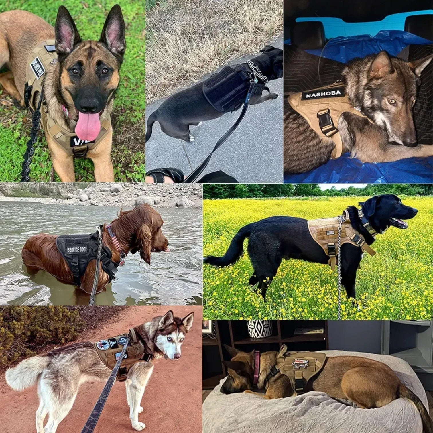 Bernado | Imbracatura tattica per cani - Attrezzatura da addestramento sicura e confortevole - - dog DOG SUPPLIES - Concept Palermo