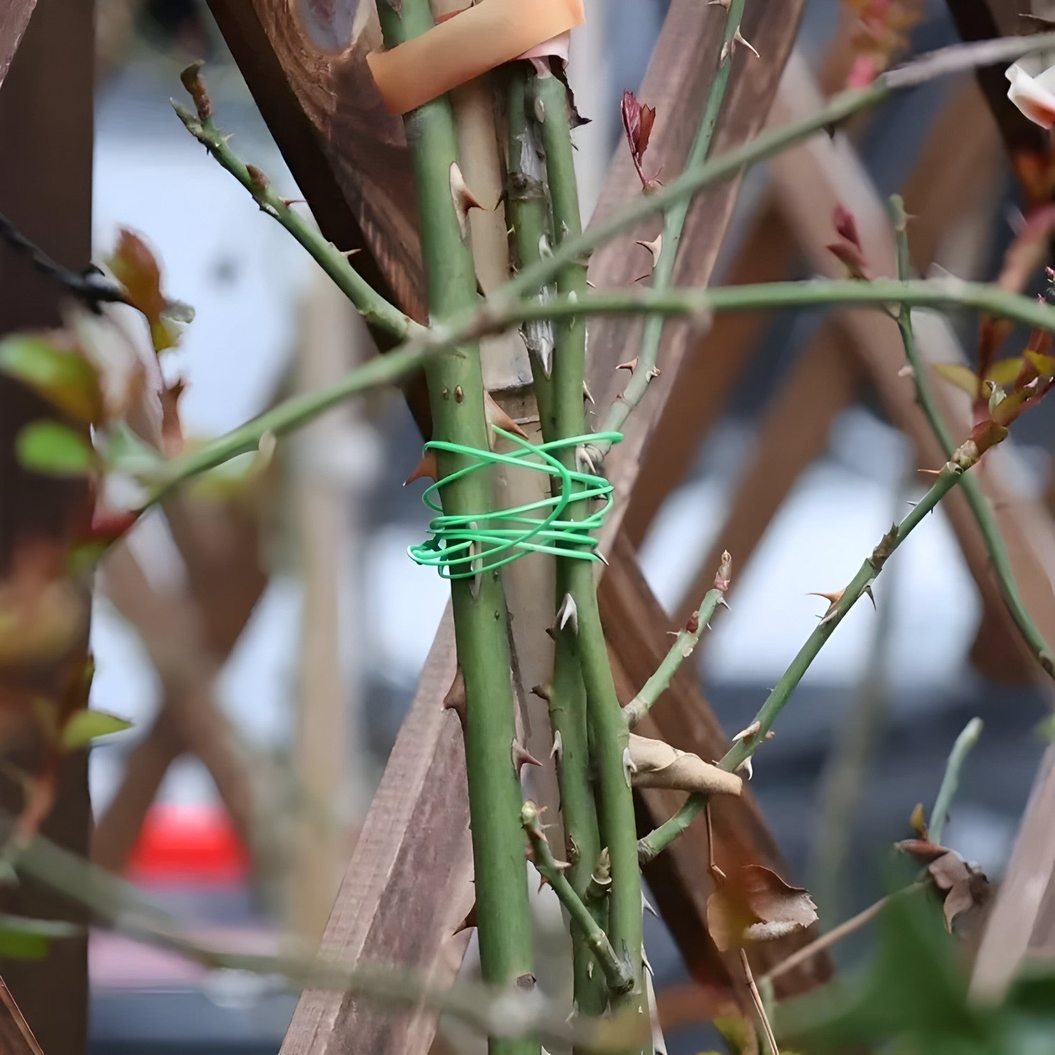 Dariel | Pianta da Giardino con Filo e Strumento da Taglio per Sostegno - - Garden Garden accessories Home & Garden - Concept Palermo