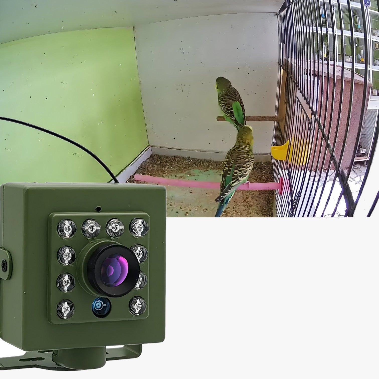 Vivi il birdwatching | Telecamera WiFi con visione notturna e audio - - camera gadget - Concept Palermo