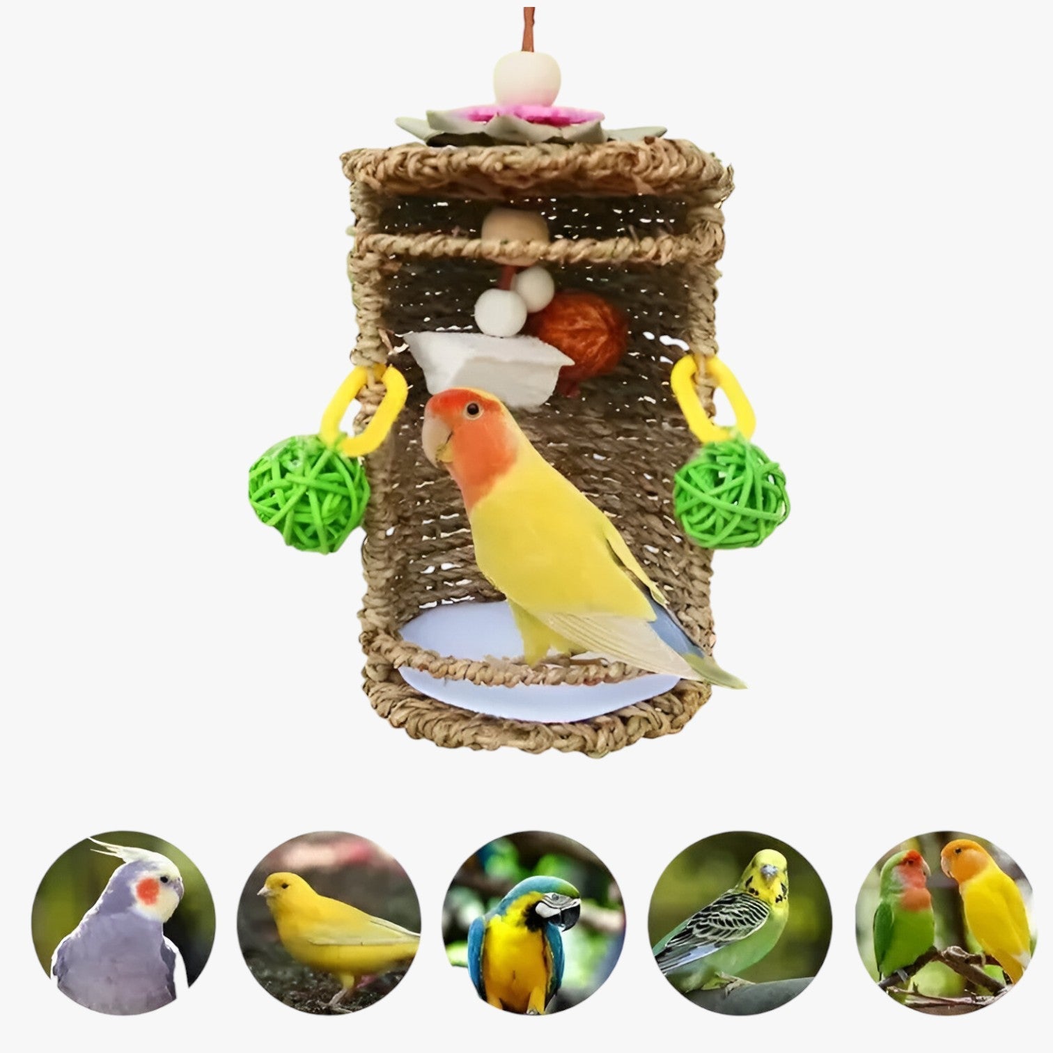 Carlos | Accogliente rifugio per uccelli – Spazio nido e gioco confortevole - - bird bird house birdproduct - Concept Palermo