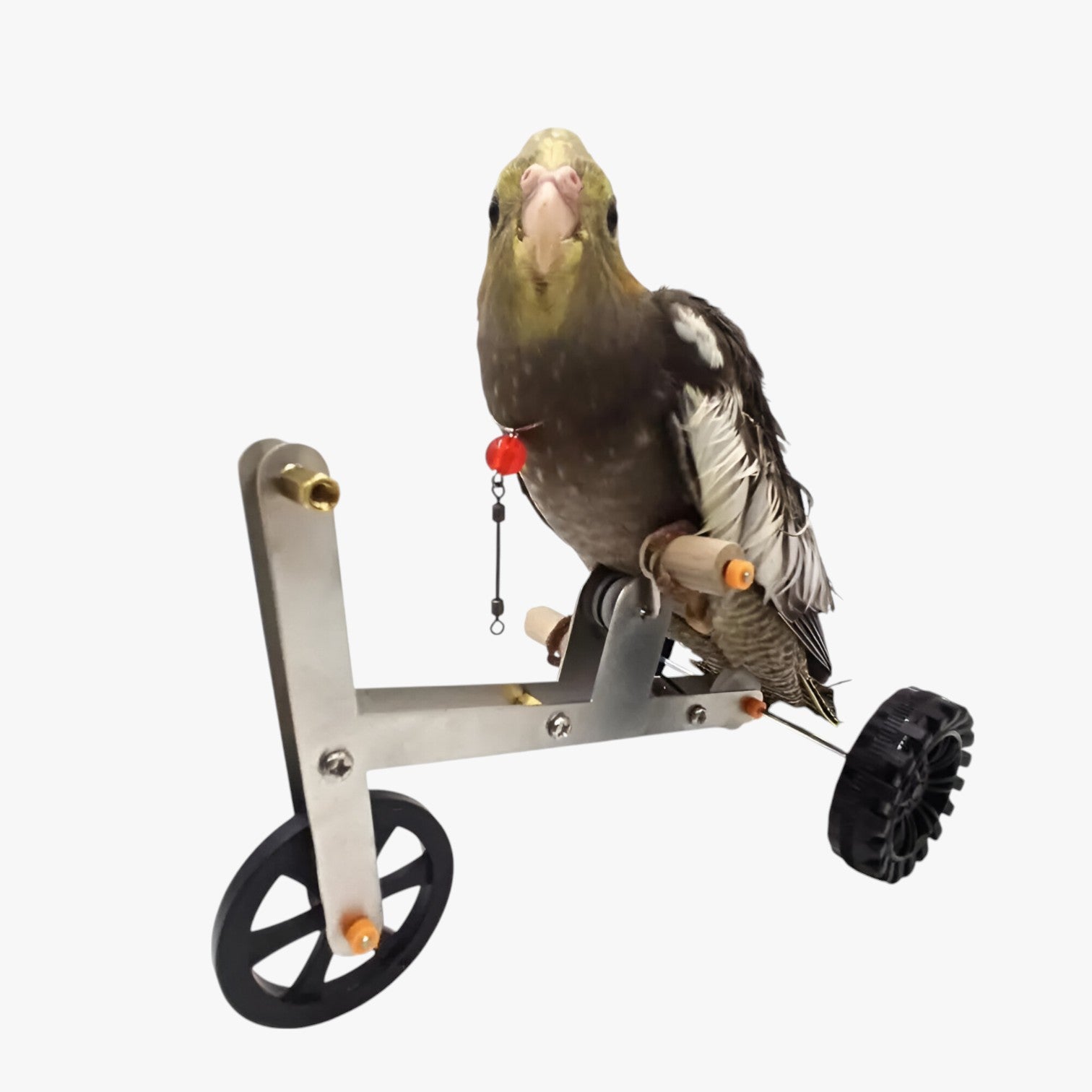 Jada | Bicicletta per il training del pappagallo - Stimola il gioco, il movimento e l'intelligenza - - bird bird toys birdproduct pet PET SUPPLIES - Concept Palermo