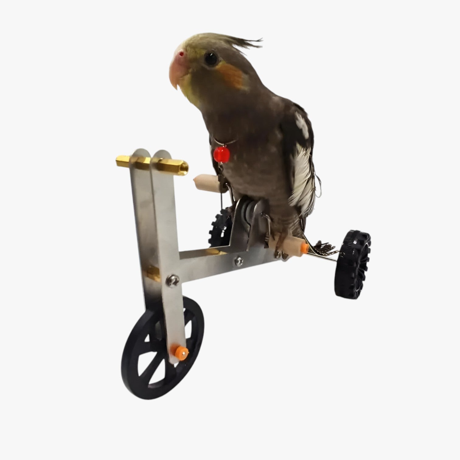 Jada | Bicicletta per il training del pappagallo - Stimola il gioco, il movimento e l'intelligenza - - bird bird toys birdproduct pet PET SUPPLIES - Concept Palermo