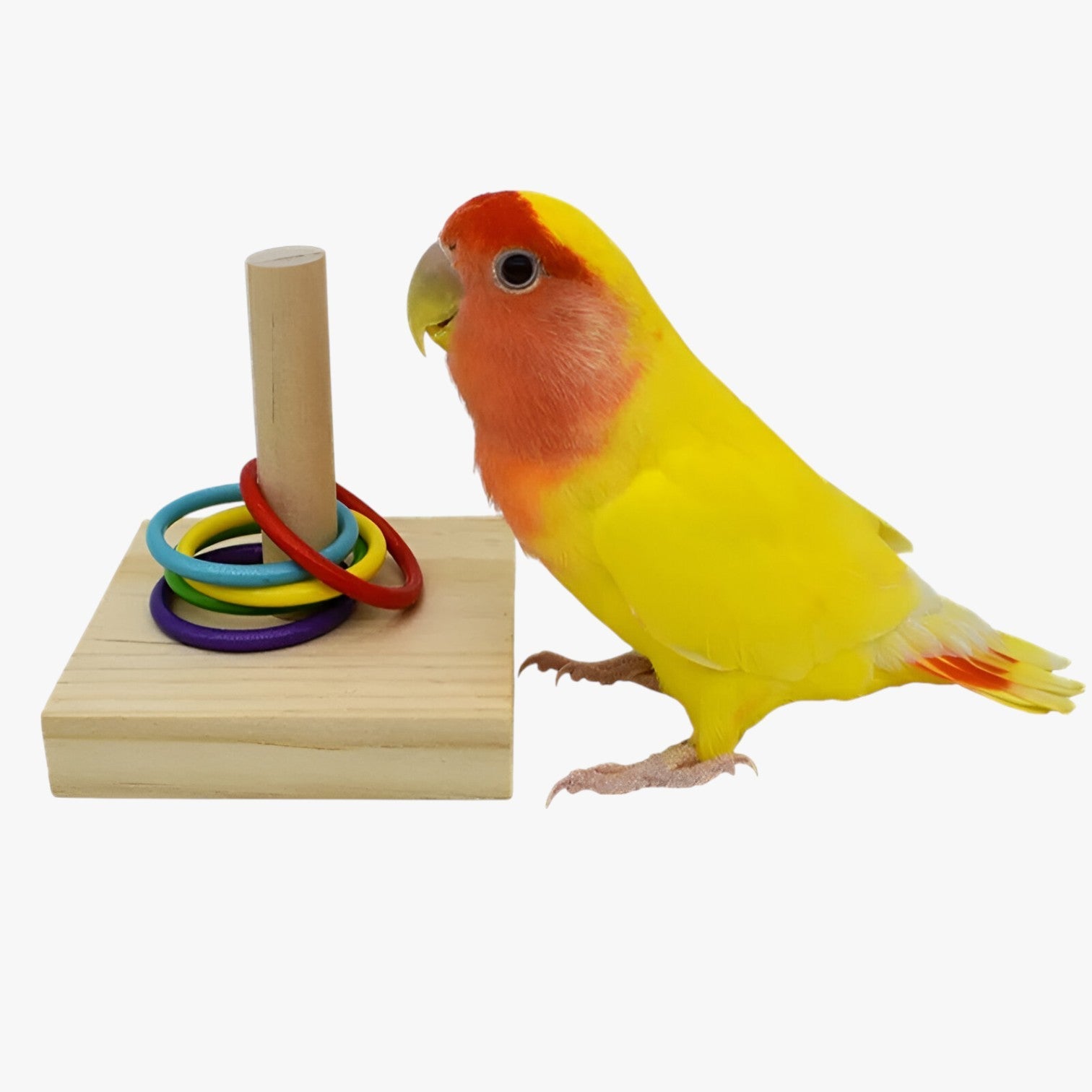 Carrie | Giocattolo per l'addestramento degli uccelli – Stimola intelligenza e divertimento - - bird bird toys birdproduct pet PET SUPPLIES - Concept Palermo