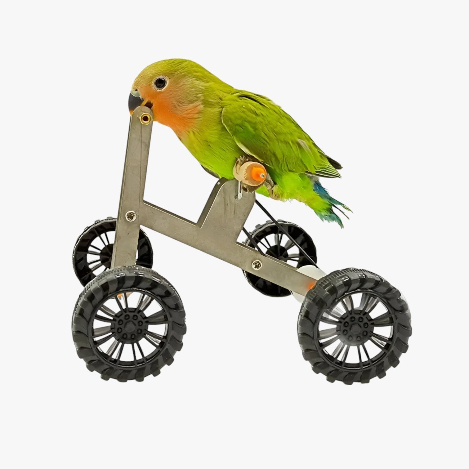 Jada | Bicicletta per il training del pappagallo - Stimola il gioco, il movimento e l'intelligenza - - bird bird toys birdproduct pet PET SUPPLIES - Concept Palermo