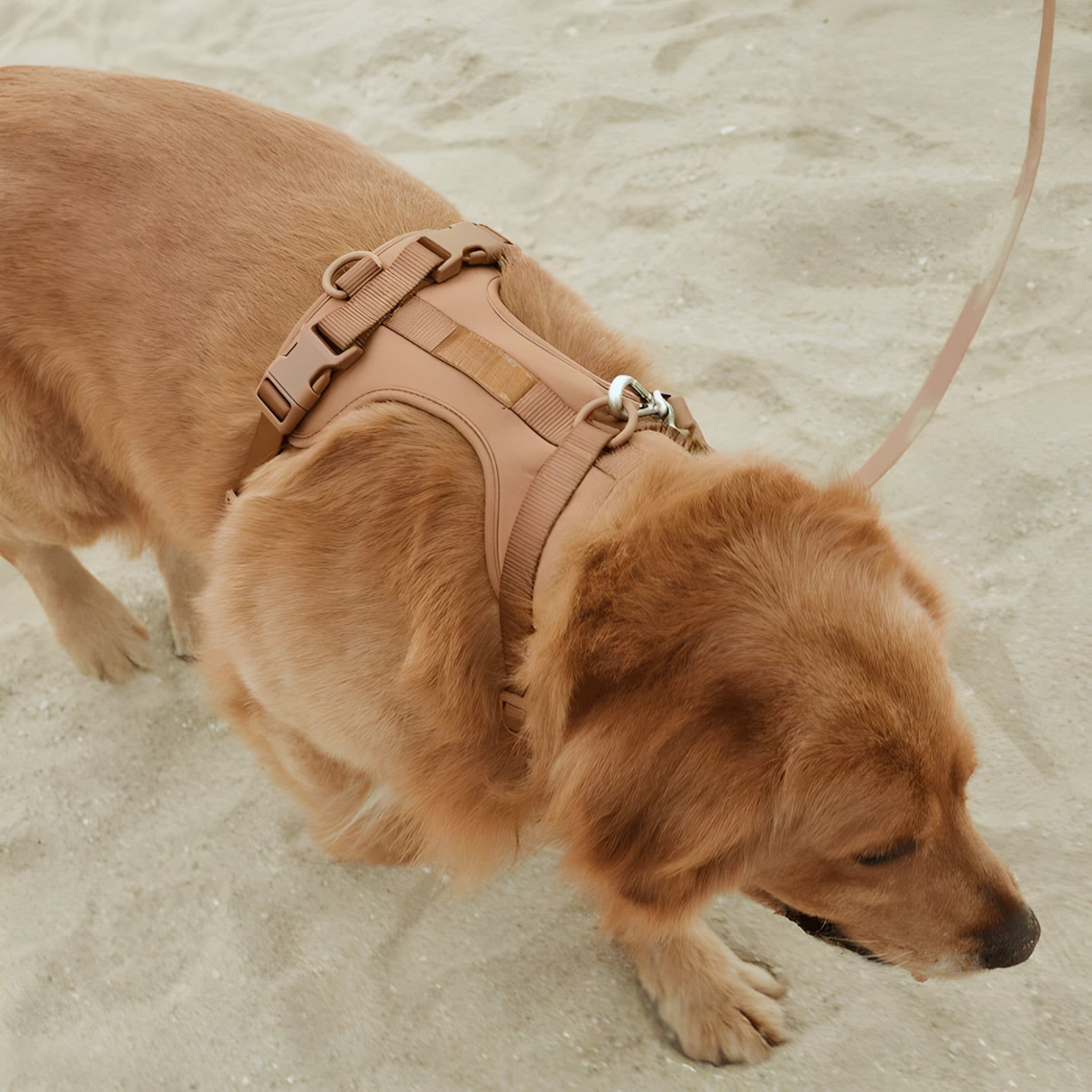 ComfyPaws | Set imbracatura da passeggio (include cintura e porta sacchetti per escrementi) - - dog harness dog leashes - Concept Palermo