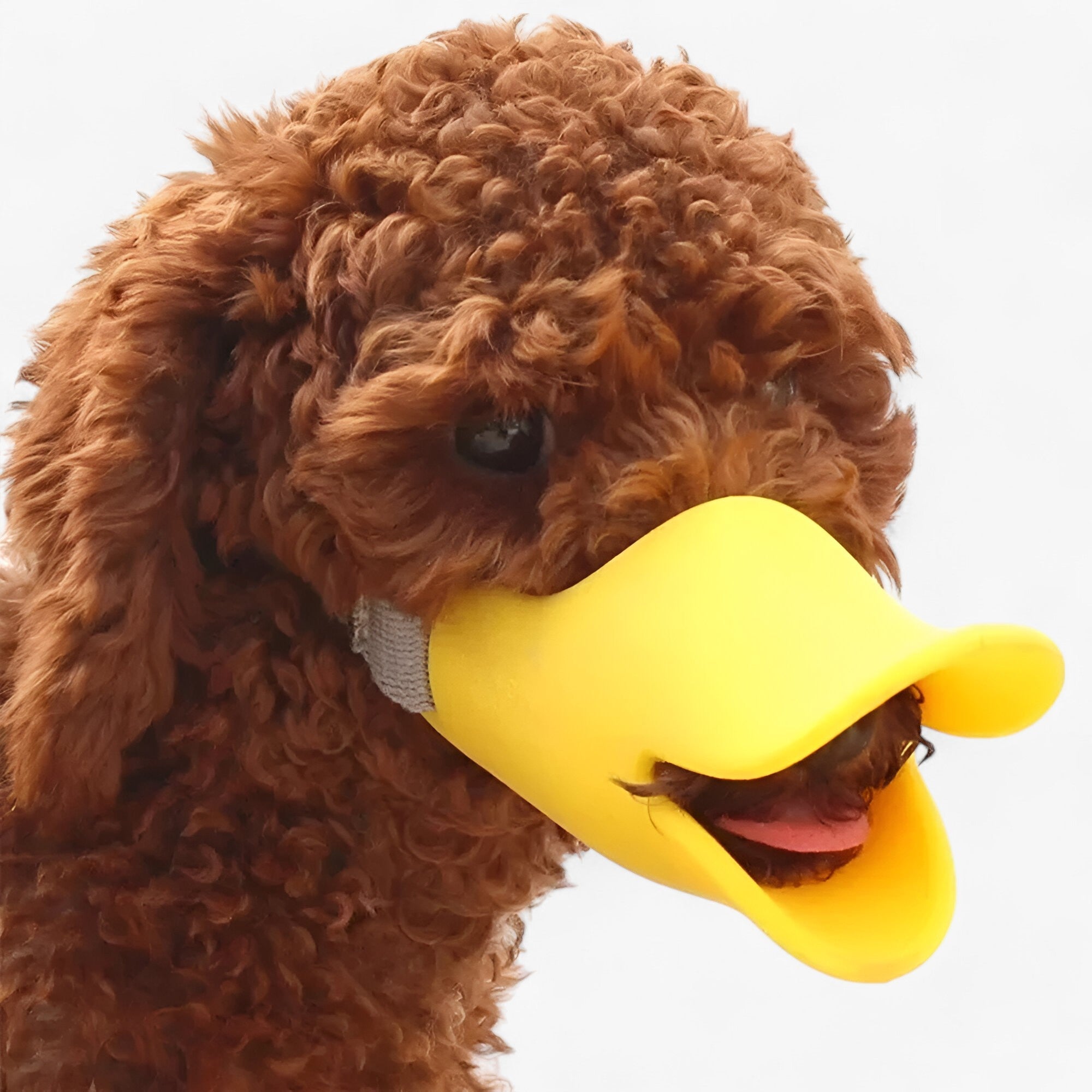 Buddy | Maschera Anti-Morso e Anti-Abbaio - - Dog Pet supplies - Concept Palermo