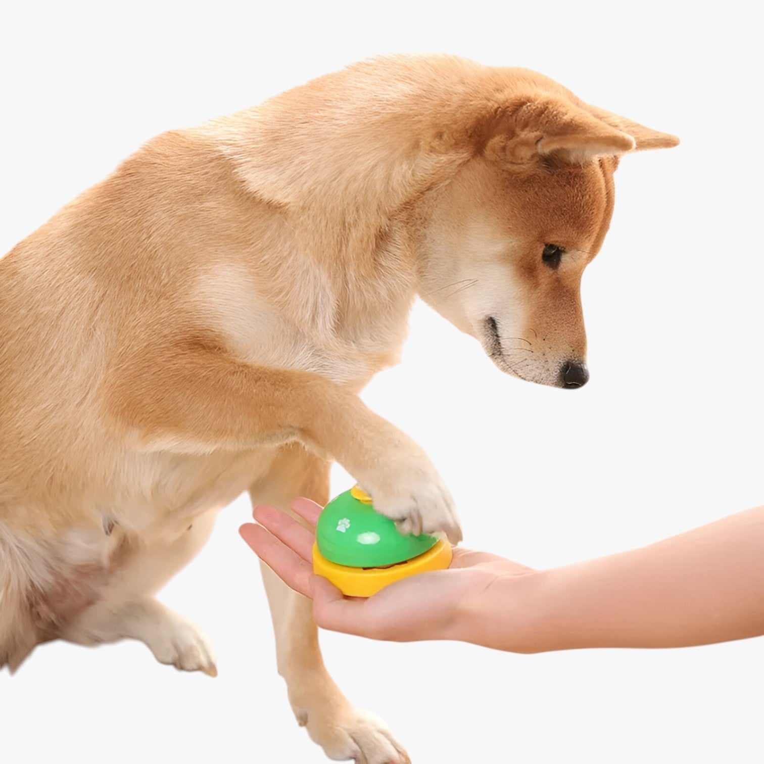 Cordelia | Allenatore per Animali Domestici Promemoria di Ora di Pasti & Divertimento Interattivo - - animali domestici - Concept Palermo