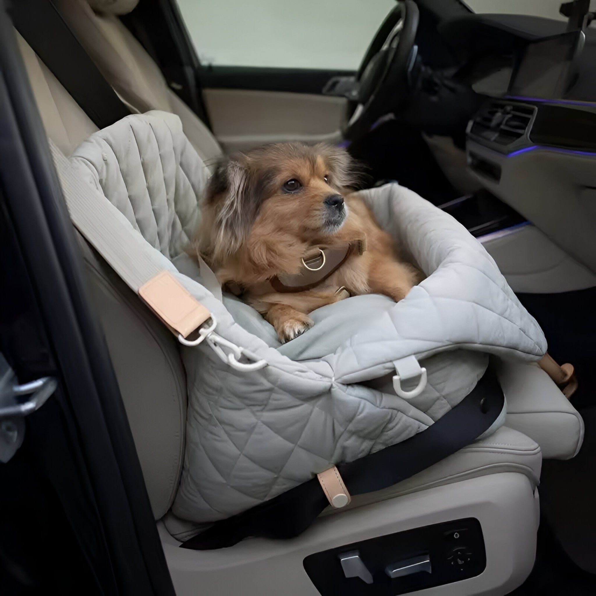 Luna | Porta Auto Sicuro e Confortevole per Piccoli Cani - - - Concept Palermo